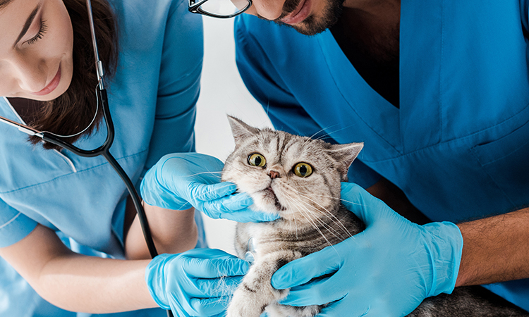 Veterinary Medicine 