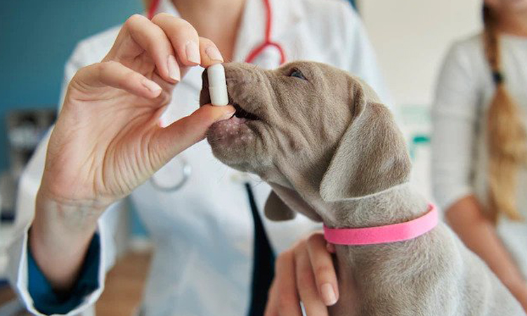 Veterinary Medicine